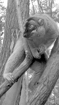 Brown lemur.